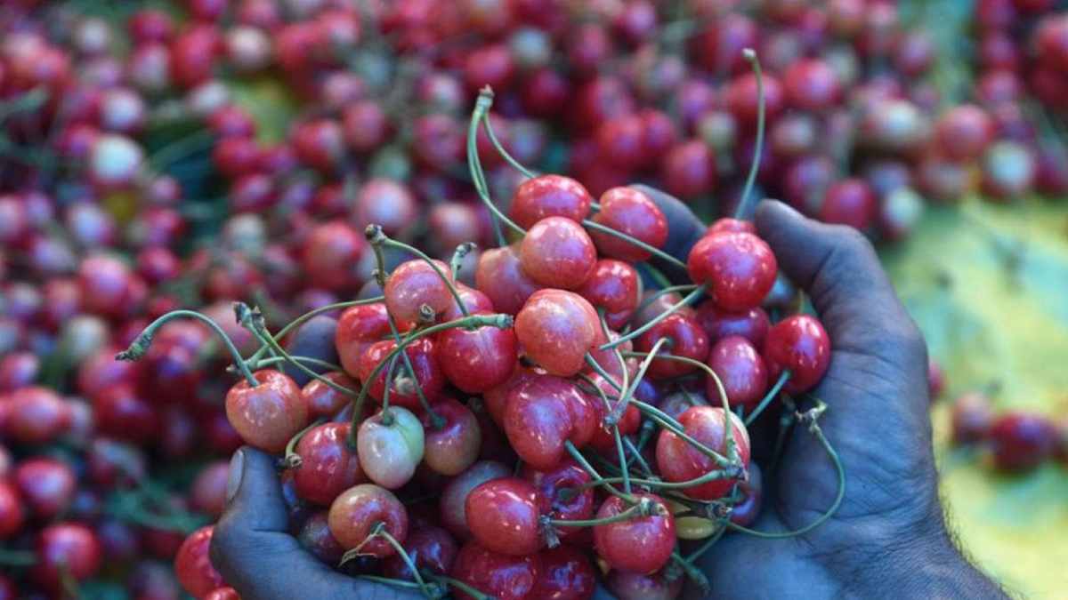 Cherry Benefits In Hindi, Cherry Benefits, Cherry