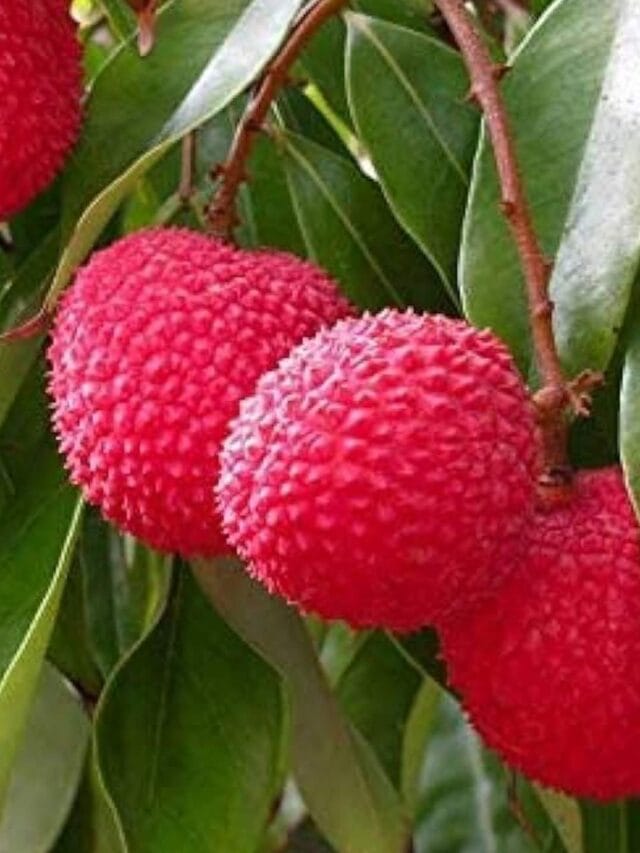 litchi ke nuksan