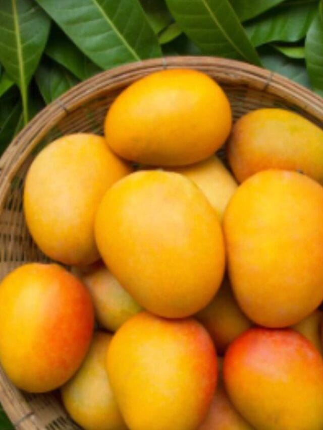 mango benefits in hindi