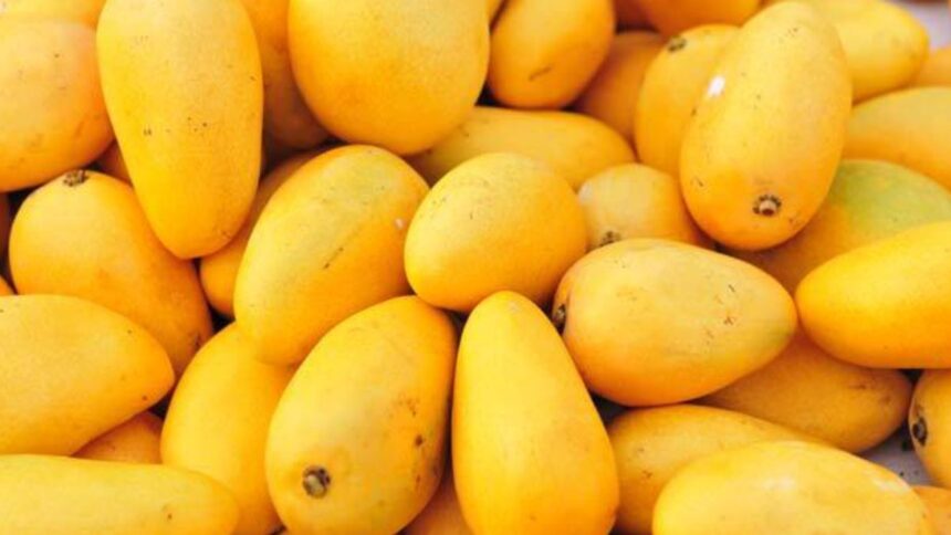 Mango Benefits and Side Effects