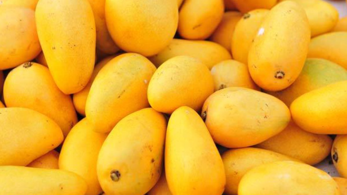 Mango Benefits and Side Effects