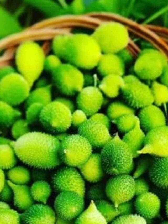 Kantola Ke Fayde in hindi