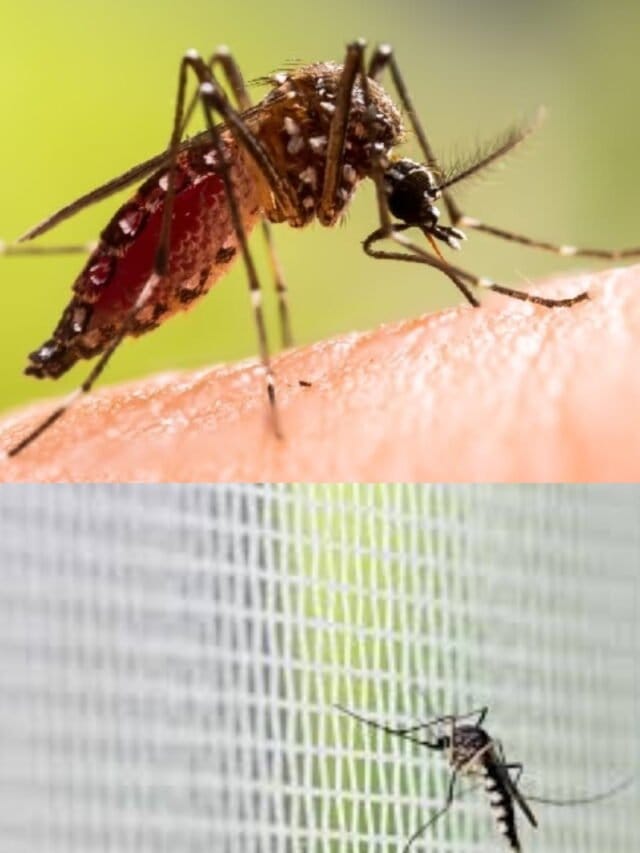 Dengue 1