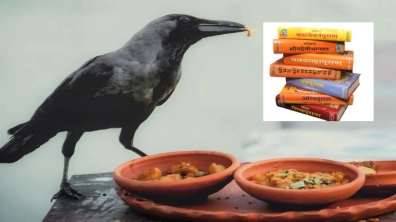 pitru paksha crows