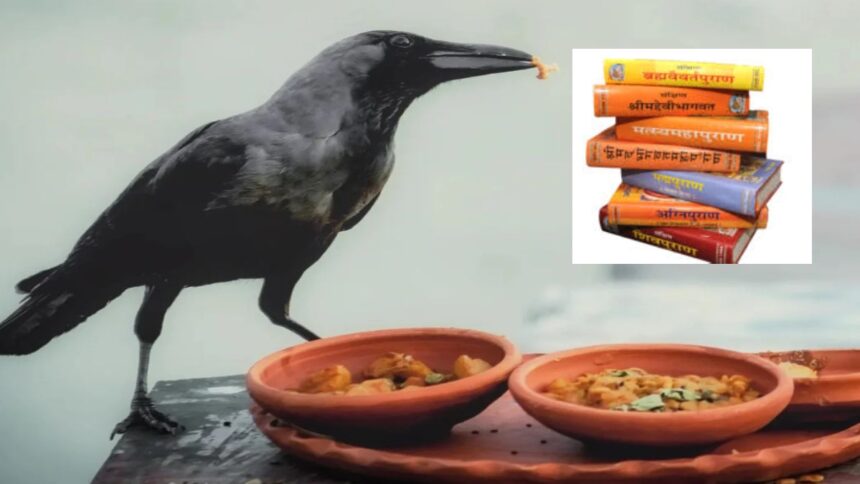 pitru paksha crows