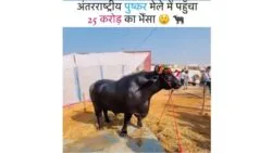 rajasthan news