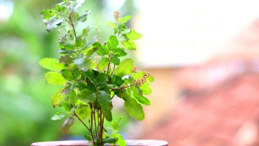 tulsi puja hindi mantra