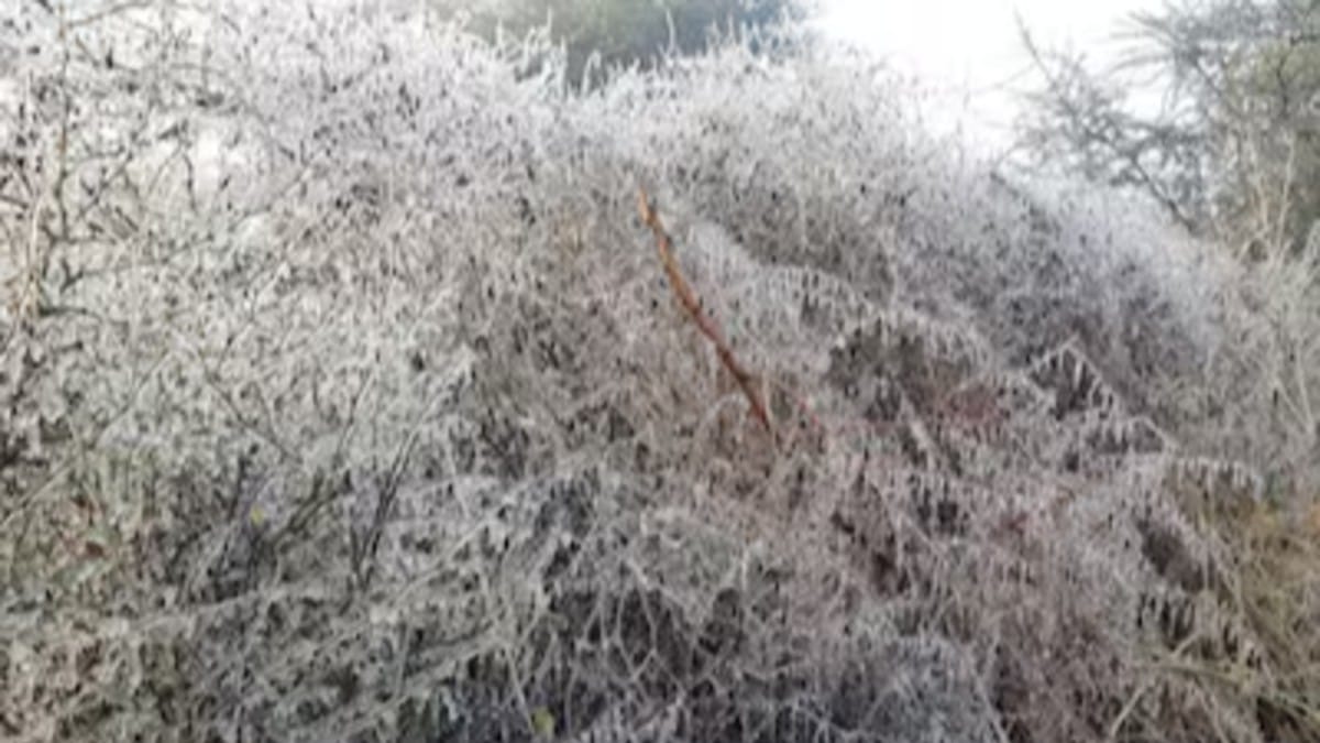 Rajasthan Weather News: राजस्थान में शीतलहर तेज: शेखावाटी में पारा फ्रीजिंग के करीब, फसलों पर संकट गहराया
