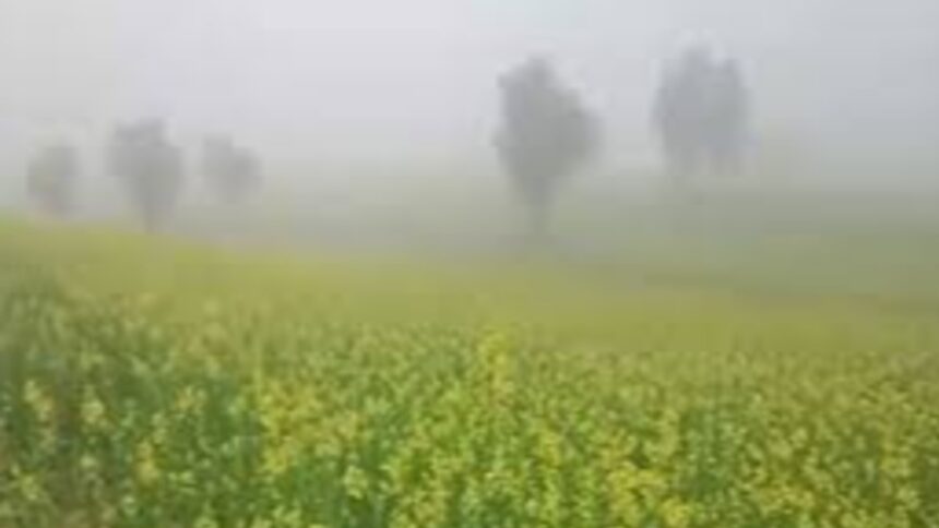 Rajasthan cold wave orange alert fog rain impact