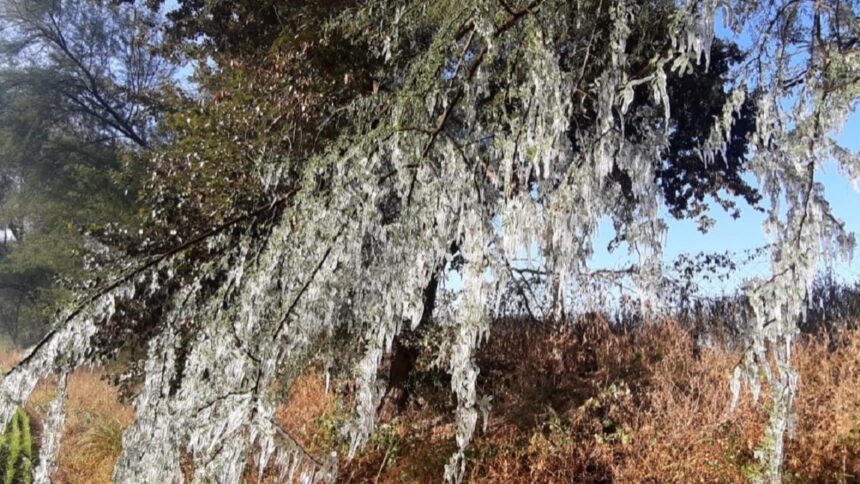 Severe Cold Wave Hits Rajasthan Nagaur and Fatehpur Under Red Alert