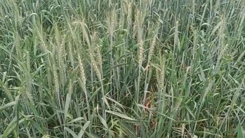 Rajasthan Weather Alert Heavy Rainfall Jaipur Ajmer