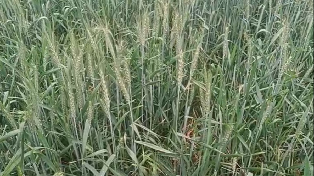 Rajasthan Weather Alert Heavy Rainfall Jaipur Ajmer